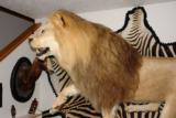 ABSOLUTELY GORGEOUS FULL MOUNT AFRICAN LION ON PEDESTAL WITH WART HOG SKULLS - 10 YEAR OLD MALE IN HIS PRIME - 5 of 11