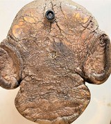 Rhinoceros Foot Humidor - 6 of 16