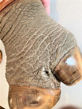 Rhinoceros Foot Humidor - 10 of 16