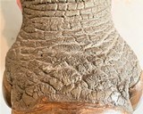 Rhinoceros Foot Humidor - 9 of 16