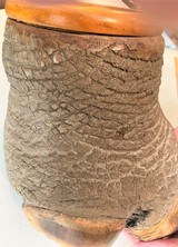 Rhinoceros Foot Humidor - 11 of 16