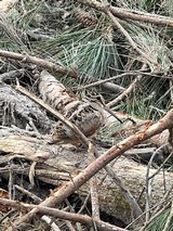 Parker VHE 12 ga - 2 of 13