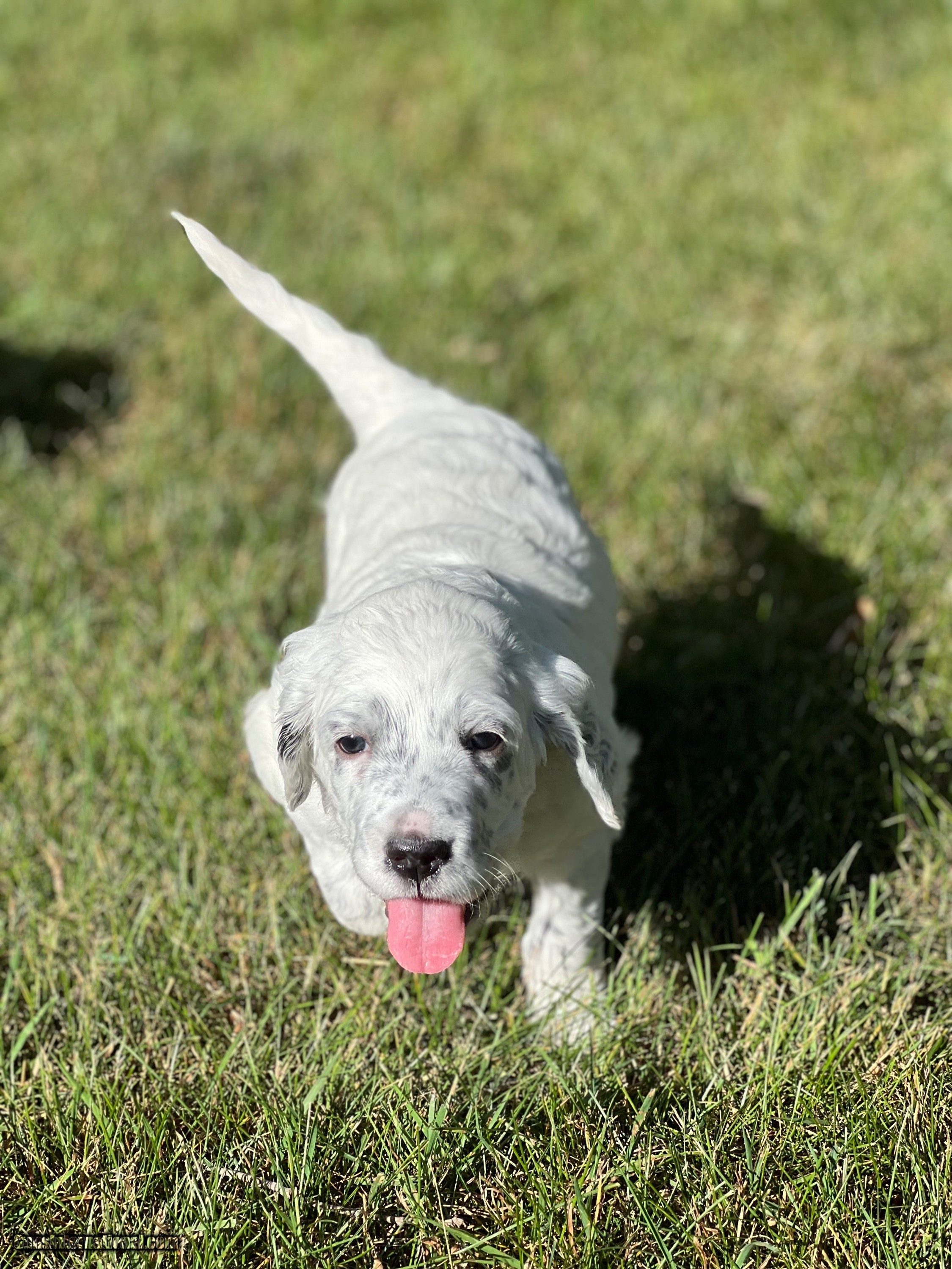 Ryman hotsell setter breeders