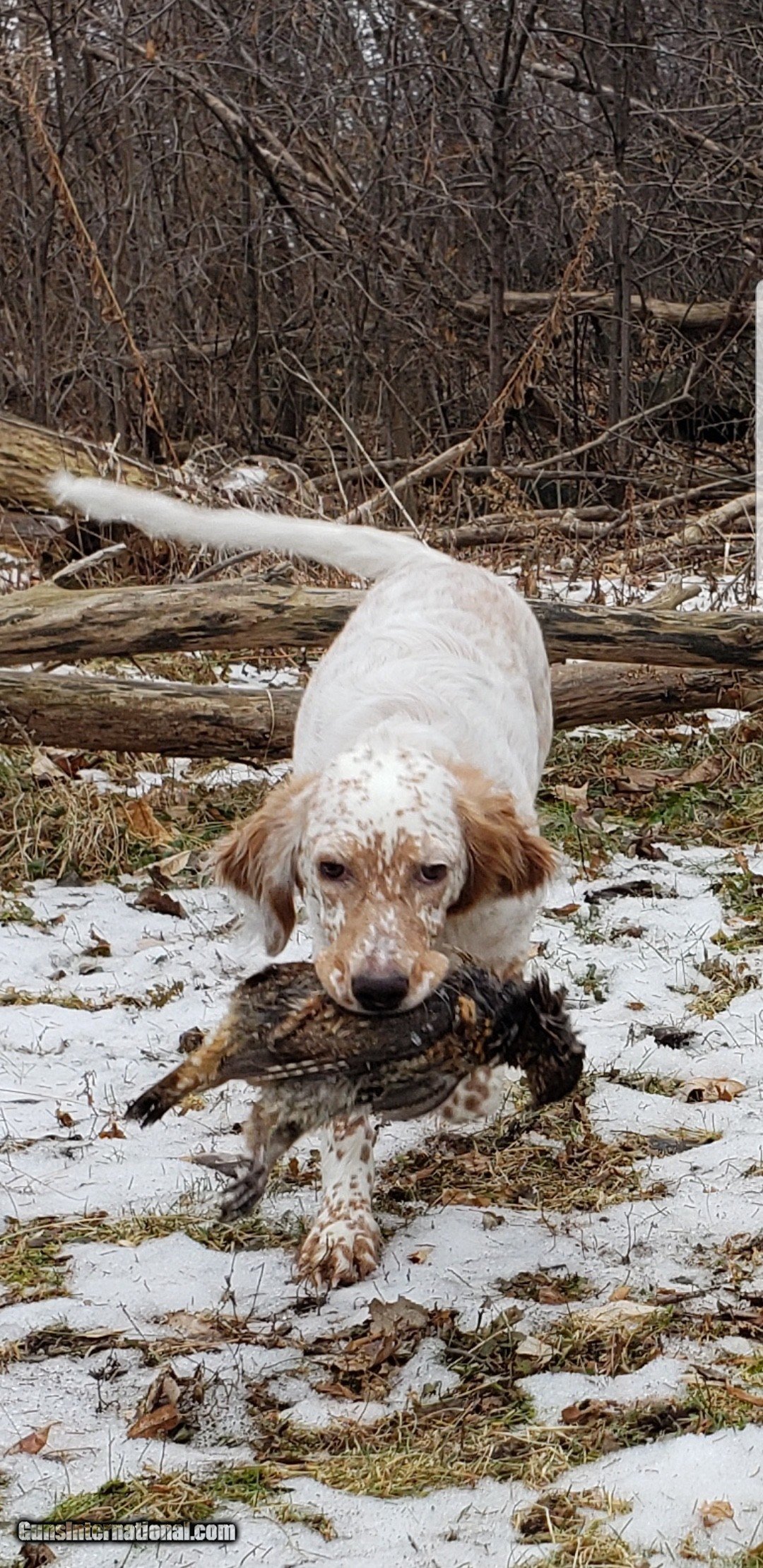Ryman Type English Setters