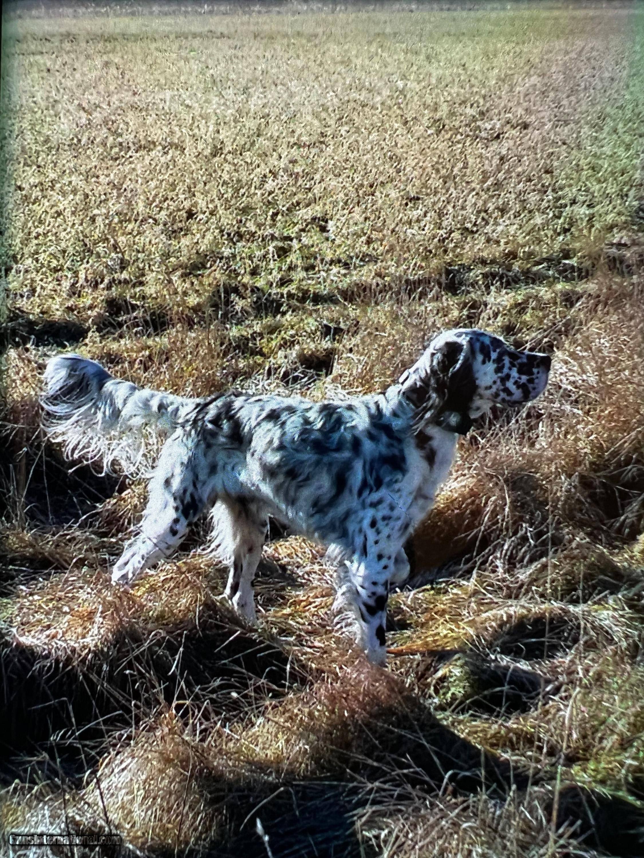Ryman english setters hotsell