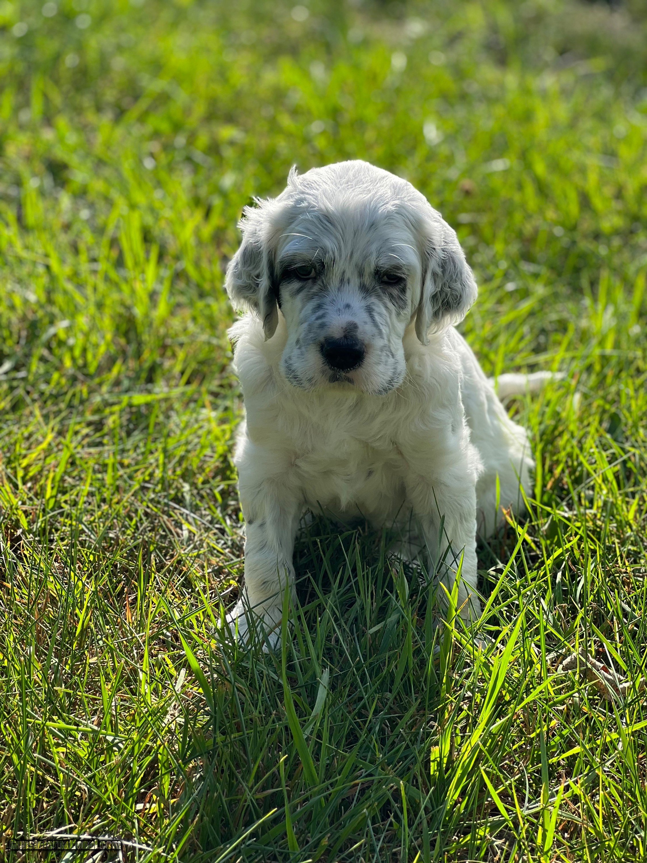 Ryman Type English Setters