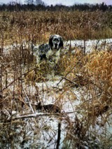 Ryman Type English Setters - 1 of 14