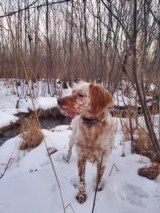 Ryman Type English Setters - 7 of 14