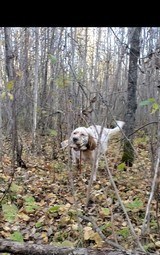 Ryman Type English Setters - 6 of 14