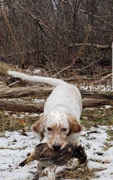 Ryman Type English Setters - 9 of 14