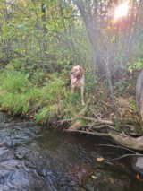 Ryman Type English Setters - 8 of 14