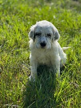 Ryman Type English Setters - 11 of 14