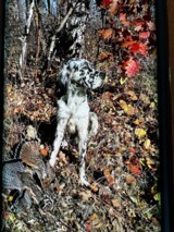 Ryman Type English Setters - 2 of 14