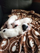 Ryman Type English Setters - 12 of 14