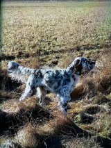 Ryman Type English Setters - 3 of 14