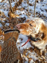 Ryman Type English Setters - 5 of 14