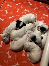 Ryman Type English Setters - 14 of 14