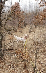 Ryman Type English Setters - 10 of 14