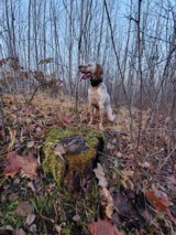 Ryman Type English Setters - 4 of 14