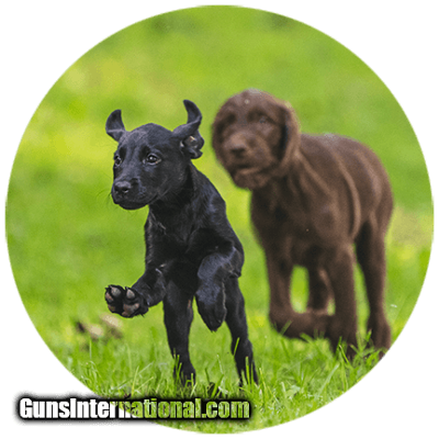 Griffin & Howe Gundogs