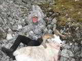 Guided Alaska Dall Sheep hunts - 3 of 16