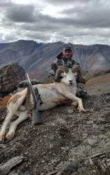 Guided Alaska Dall Sheep hunts - 12 of 16