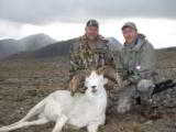 Guided Alaska Dall Sheep hunts - 11 of 16