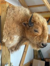Real Buffalo / Bison Taxidermy Mount