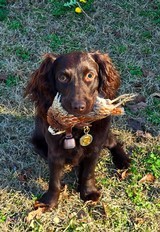 AH Fox XE 12ga, 2Brl Set - 15 of 15