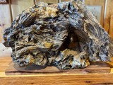 Petrified rock - 1 of 1