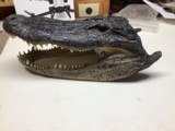 alligator - 1 of 4