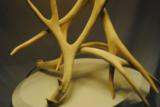 DEER ANTLER LAMP AND MICA SHADE - CUSTOM MADE IN USA - REAL ANTLERS - 3 of 3