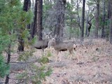 Hunting cabin and acreage in Arizona Mogollon rim Area 3B - 5 of 20