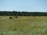 Hunting cabin and acreage in Arizona Mogollon rim Area 3B - 9 of 20