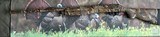 Benelli Super Black Eagle H&K 12 gauge RARE Original Realtree Advantage Camo - 8 of 15