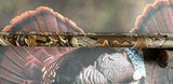 Benelli Super Black Eagle H&K 12 gauge RARE Original Realtree Advantage Camo - 13 of 15