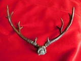 VIC LEMMON SCULPTURE BRONZE MULE DEER ANTLERS - 8 of 8