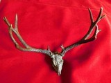 VIC LEMMON SCULPTURE BRONZE MULE DEER ANTLERS - 1 of 8