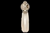 Consecutive Pair of Alvin A. White Signed Master Engraved Colt Second Generation Single Action Army Revolvers with Relief Carved Steer Head Pearl Grip - Image 3 of 11