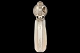 Consecutive Pair of Alvin A. White Signed Master Engraved Colt Second Generation Single Action Army Revolvers with Relief Carved Steer Head Pearl Grip - Image 9 of 11