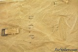 WW1 US Army M1910 Haversack Canvas Field Pack - 3 of 6