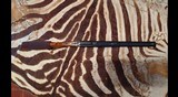Blaser S2 Db safari - Image 3 of 10