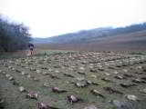 Wingshooting Adventures -Driven Pheasant Shooting in Hungary for 2021. Date to be announced first of the year. - 5 of 12
