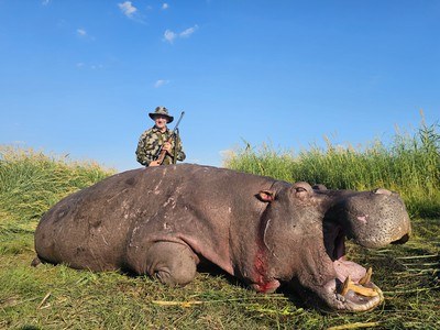 Mauser M98 Diplomat .416 Rigby Grade 9 Walnut | Africa Proven | Certified Safari-Ready™ - Image 15 of 17