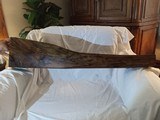 Exhibition Grade English Walnut Rifle Gunstock Blank - 3 of 7