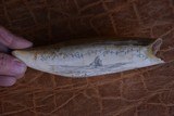 3 antique Whale Teeth, two are engraved one is not engraved. - 7 of 8