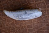 3 antique Whale Teeth, two are engraved one is not engraved. - 6 of 8