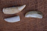 3 antique Whale Teeth, two are engraved one is not engraved. - 4 of 8