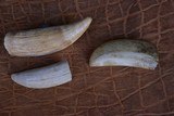 3 antique Whale Teeth, two are engraved one is not engraved. - 3 of 8