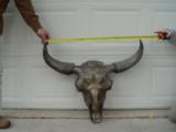 Big Woody Bison World Record Mount or Bronze
- 6 of 9